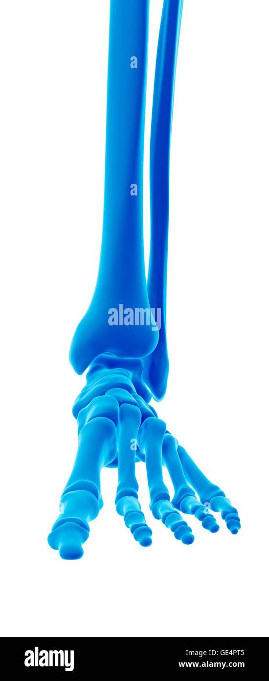 Human foot bones, illustration. Stock Photo