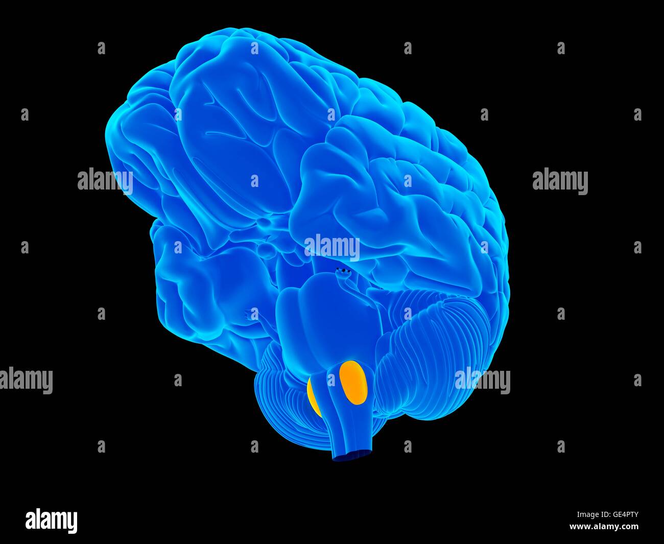 Human brain hi-res stock photography and images - Alamy