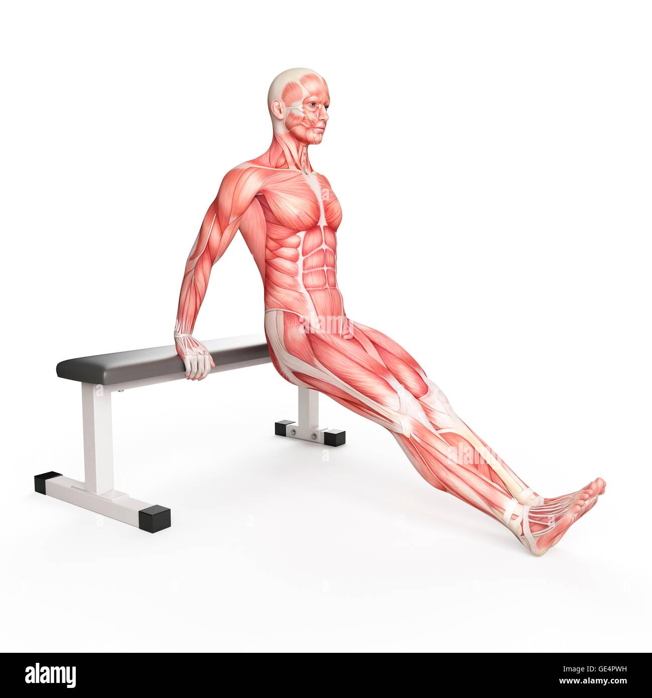 Bench Dips — Rehab Hero