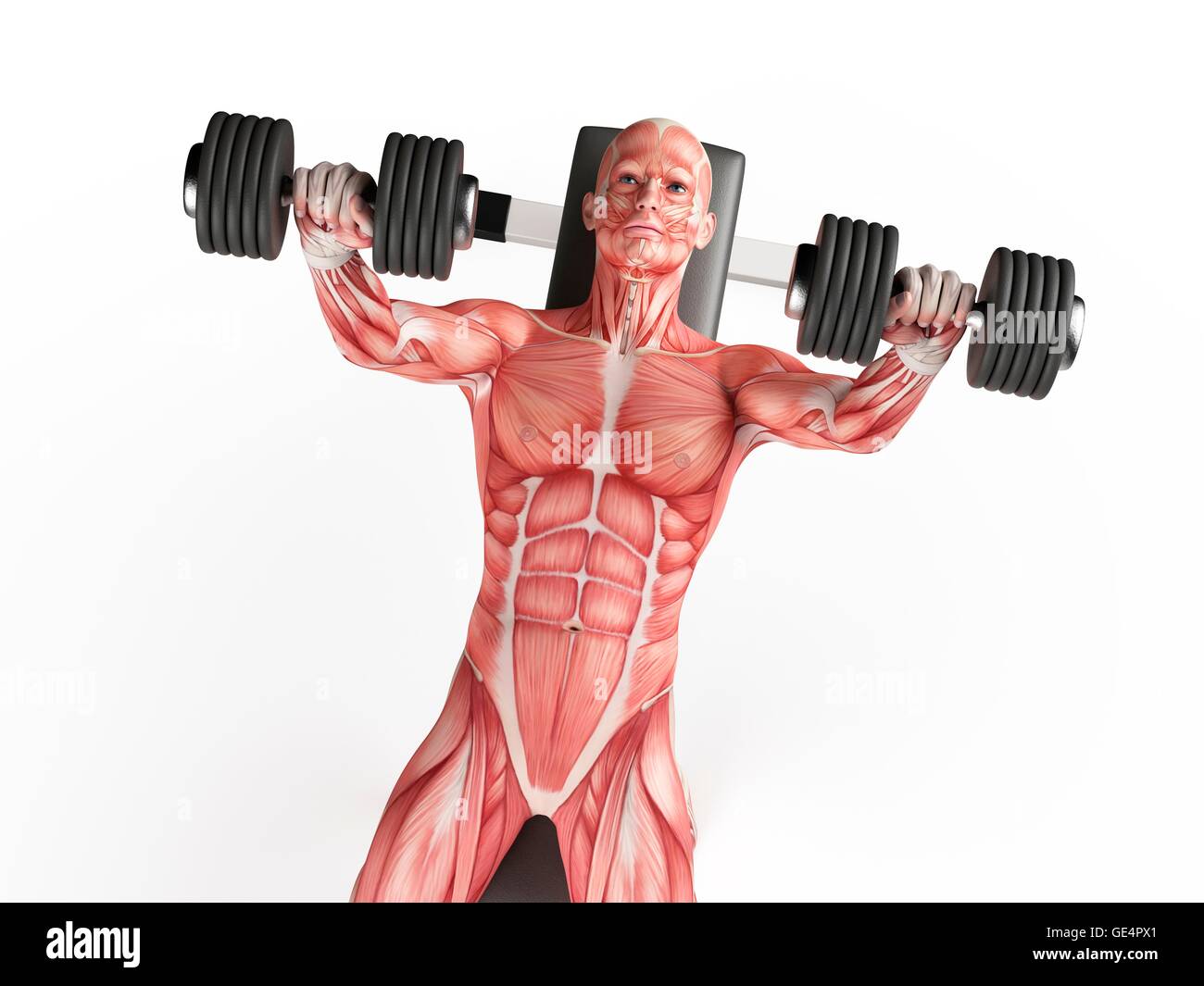 Muscular System Of Person Doing Bench Press Exercise Illustration