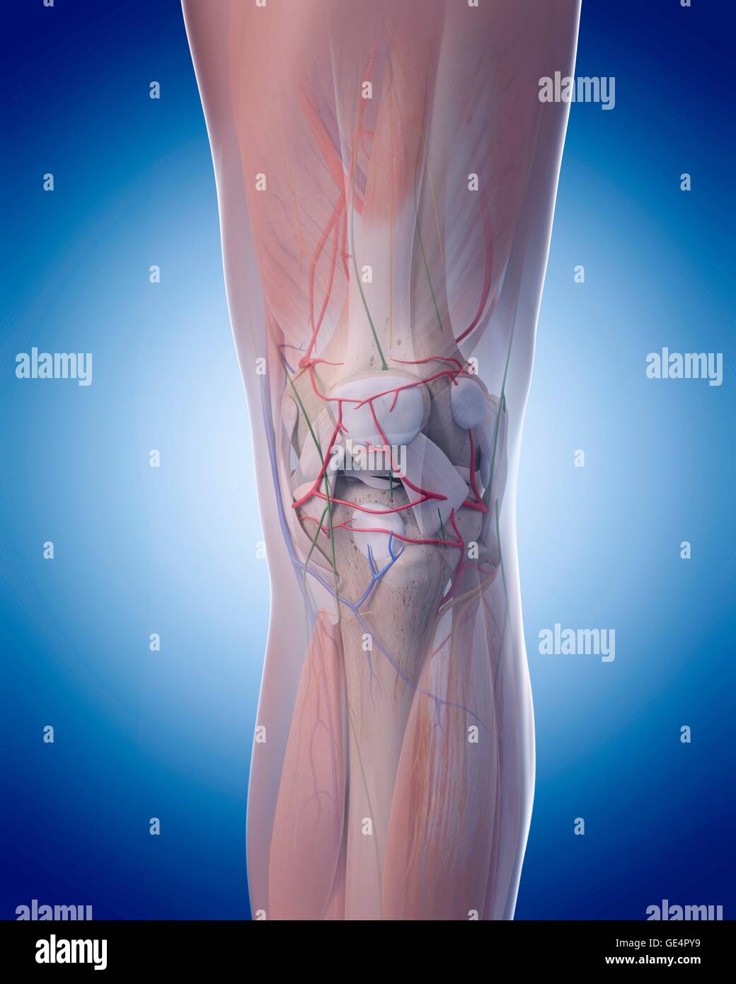 Human knee anatomy, illustration Stock Photo Alamy
