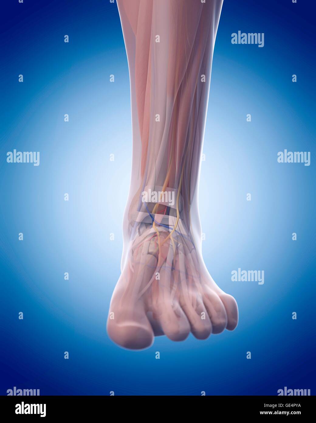 Human foot anatomy, illustration. Stock Photo