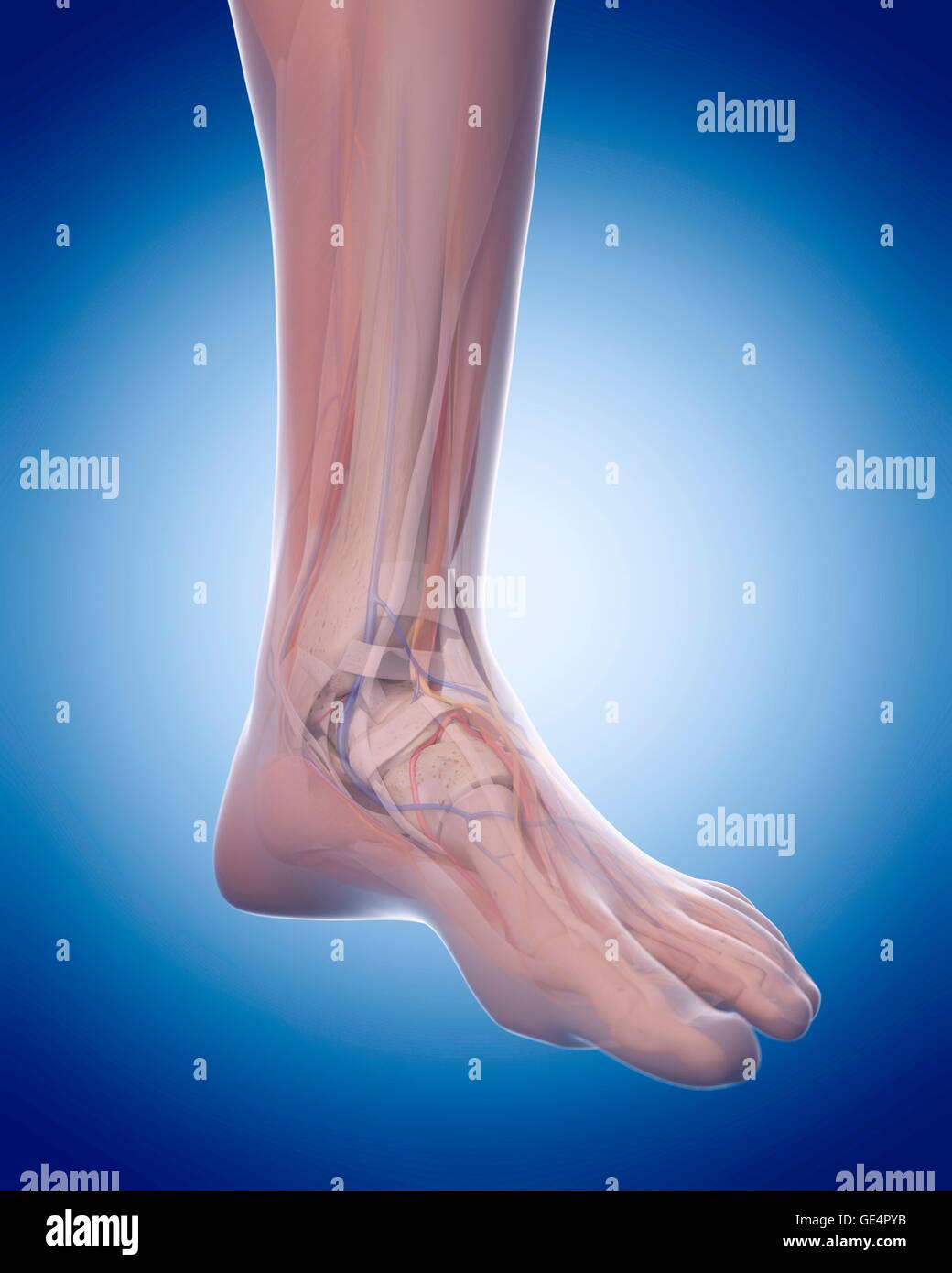 Human foot anatomy, illustration. Stock Photo