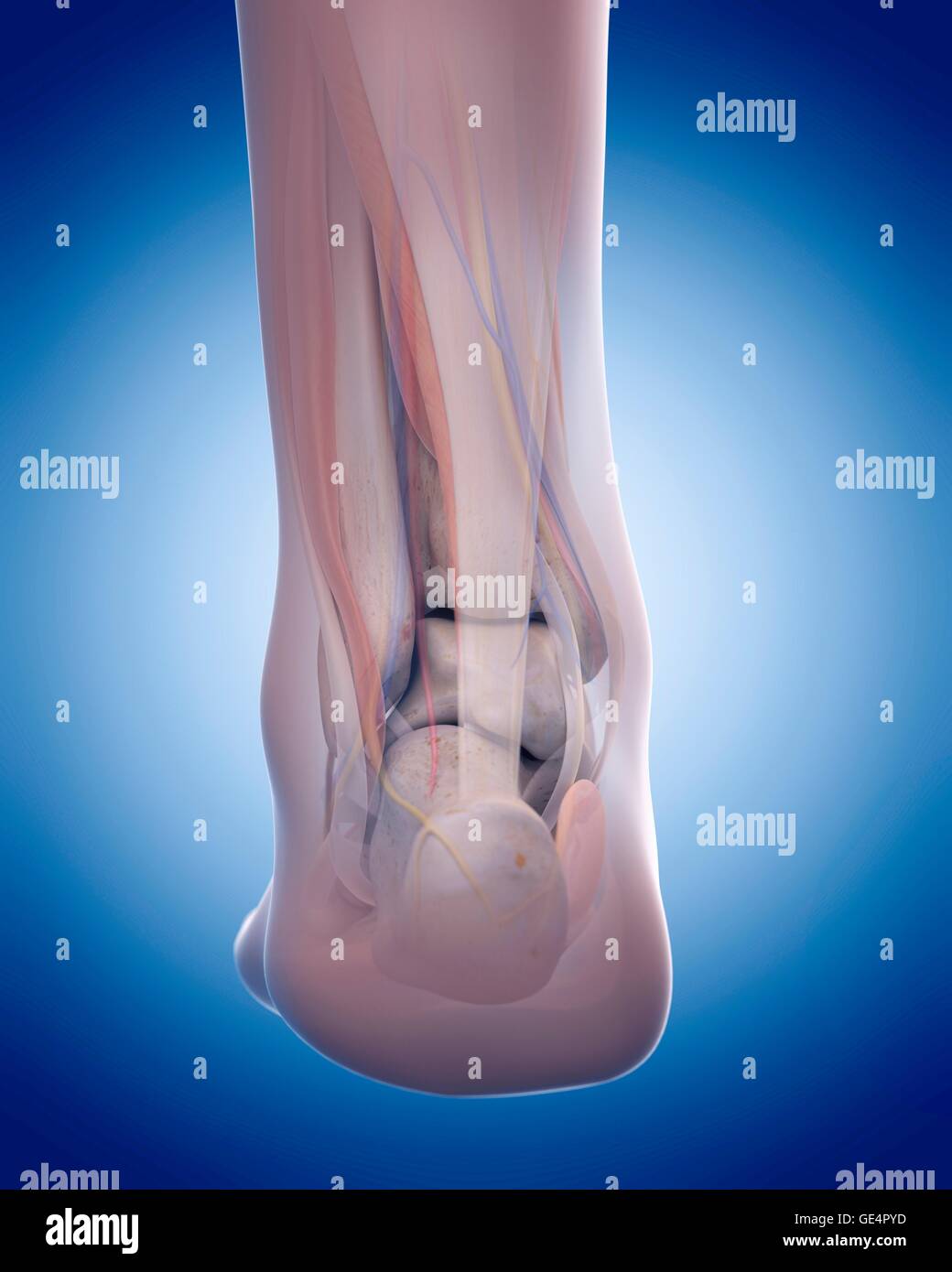 Human foot anatomy, illustration. Stock Photo