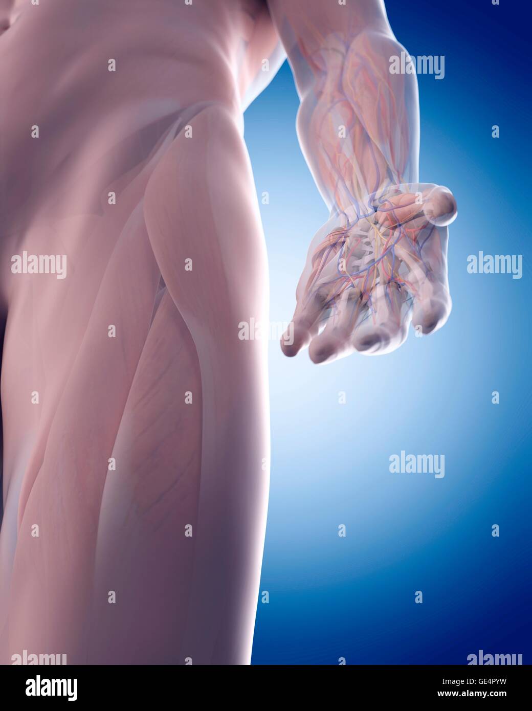 Hand anatomy illustration hi-res stock photography and images - Alamy
