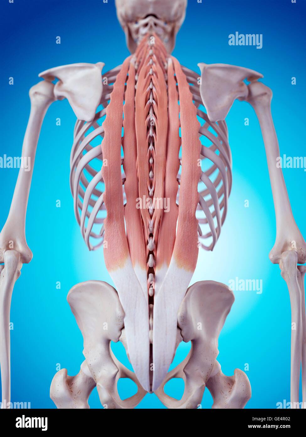 Human anatomy artwork back view hi-res stock photography and images - Alamy