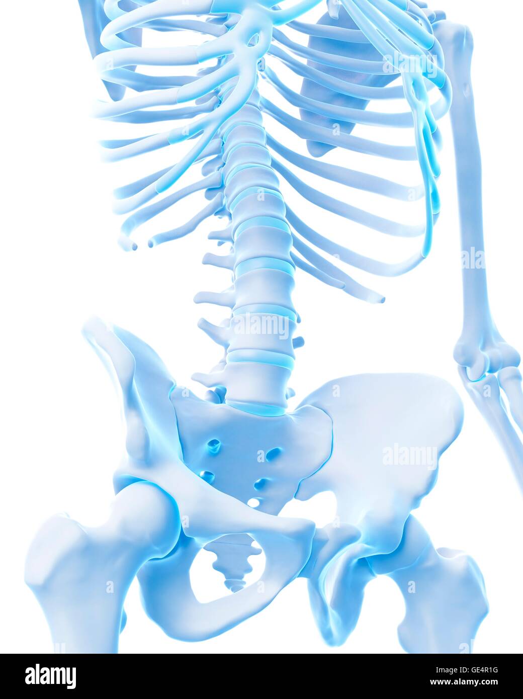 Human pelvis, illustration. Stock Photo