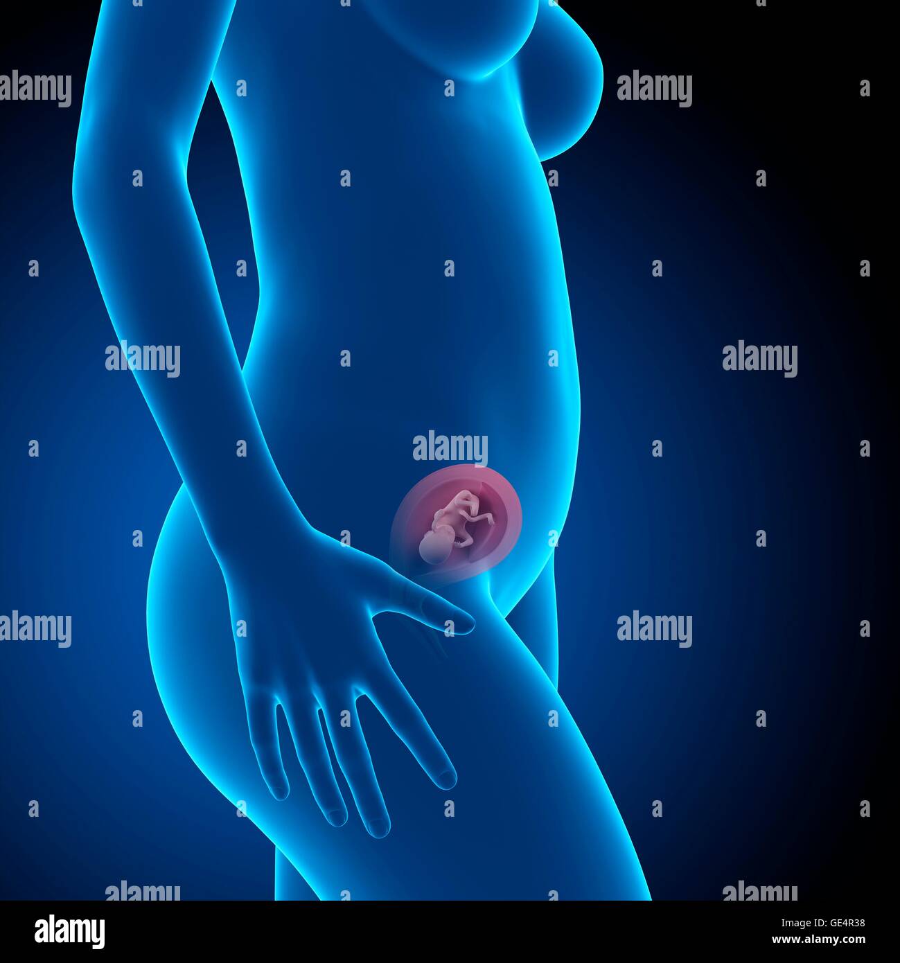 Human fetus age 17 weeks, illustration Stock Photo - Alamy