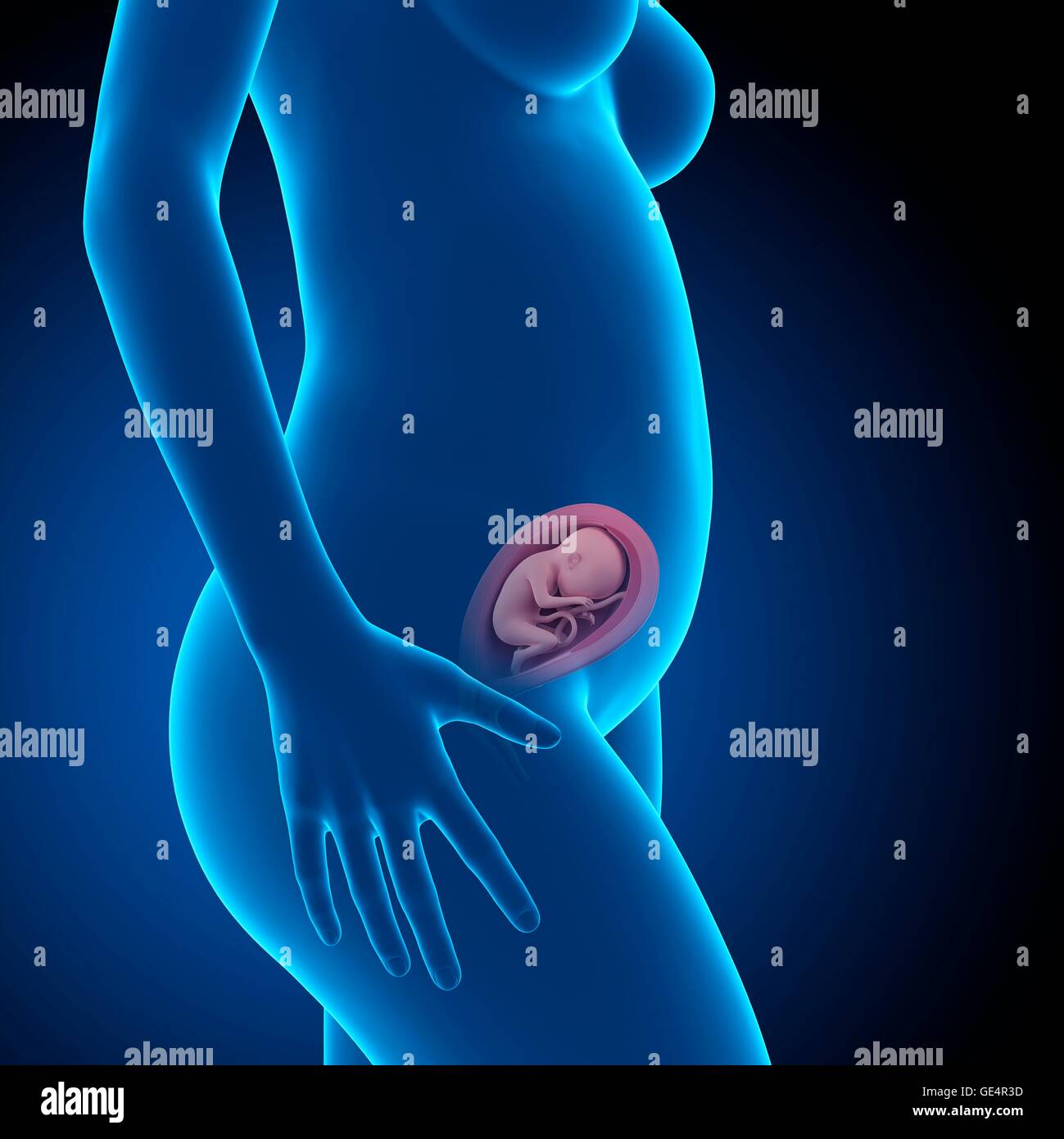 Fetus 22 weeks hi-res stock photography and images - Alamy