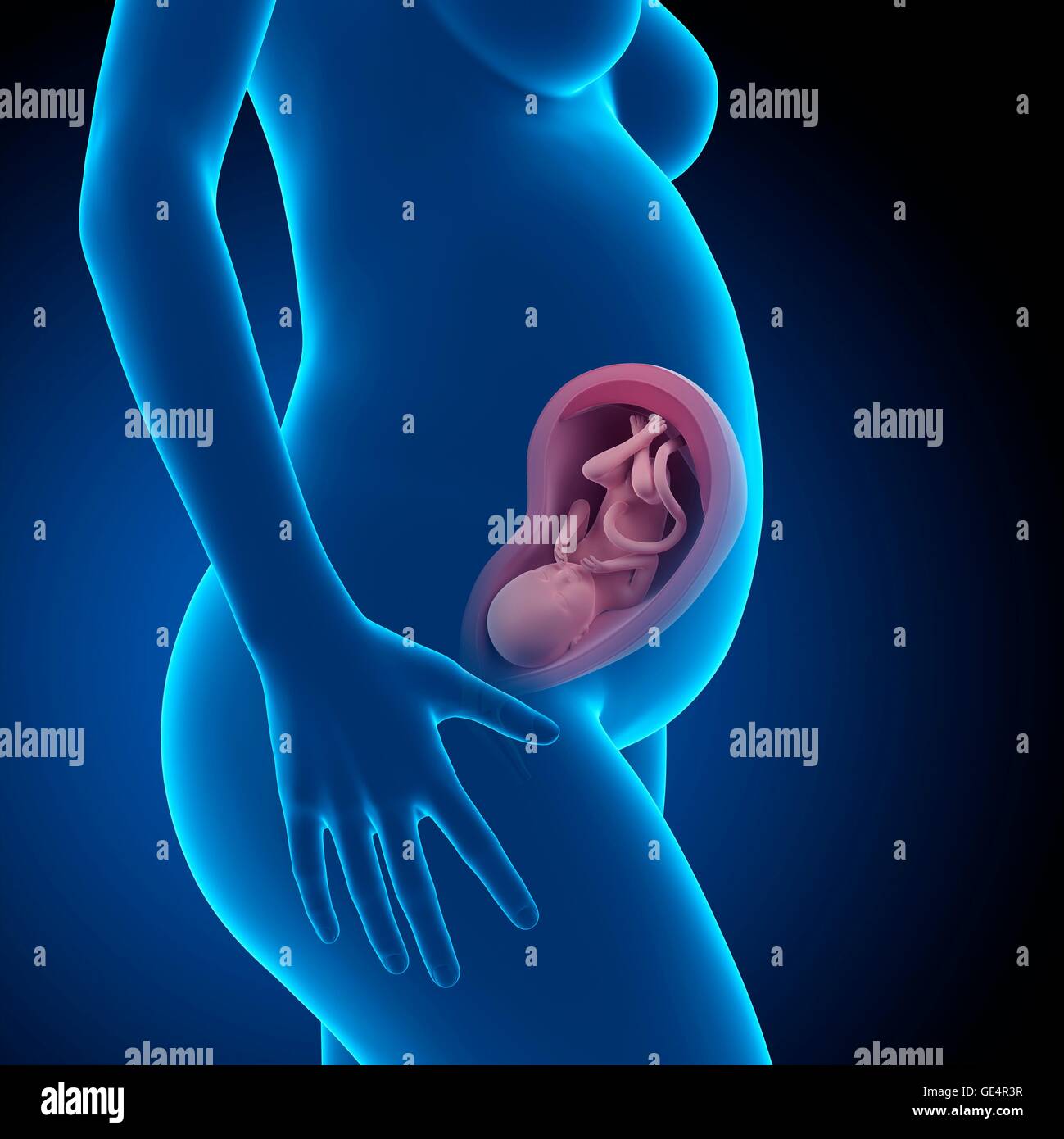 Human fetus age 30 weeks, illustration Stock Photo Alamy