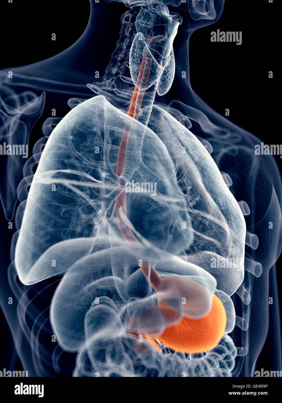 Human esophagus and stomach, illustration. Stock Photo