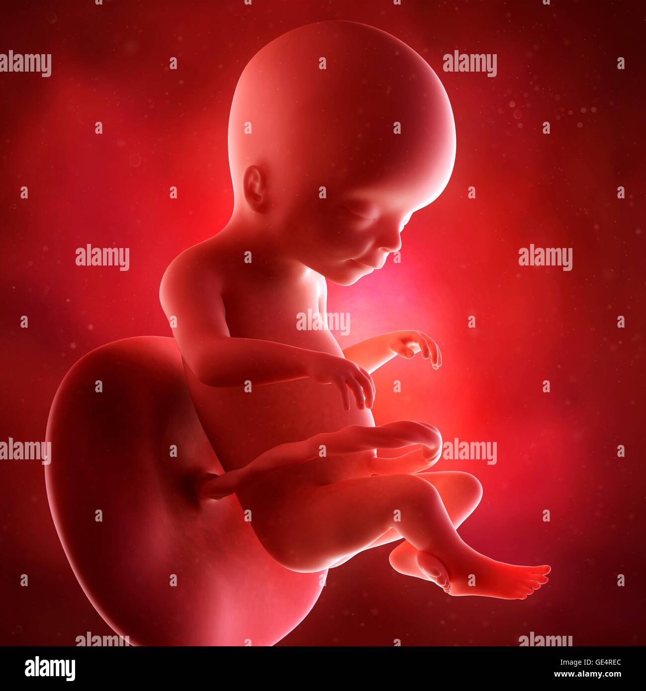 Top 28+ Stock Photos picture of a 20 week old fetus Full HD, 2k, 4k Top 28+ Stock Photos picture of a 20 week old fetus Full HD, 2k, 4k