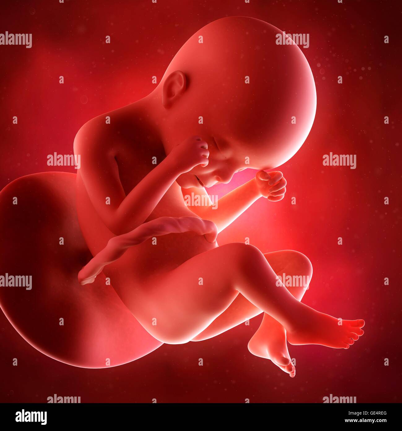 Fetus 24 Weeks High Resolution Stock Photography And Images Alamy