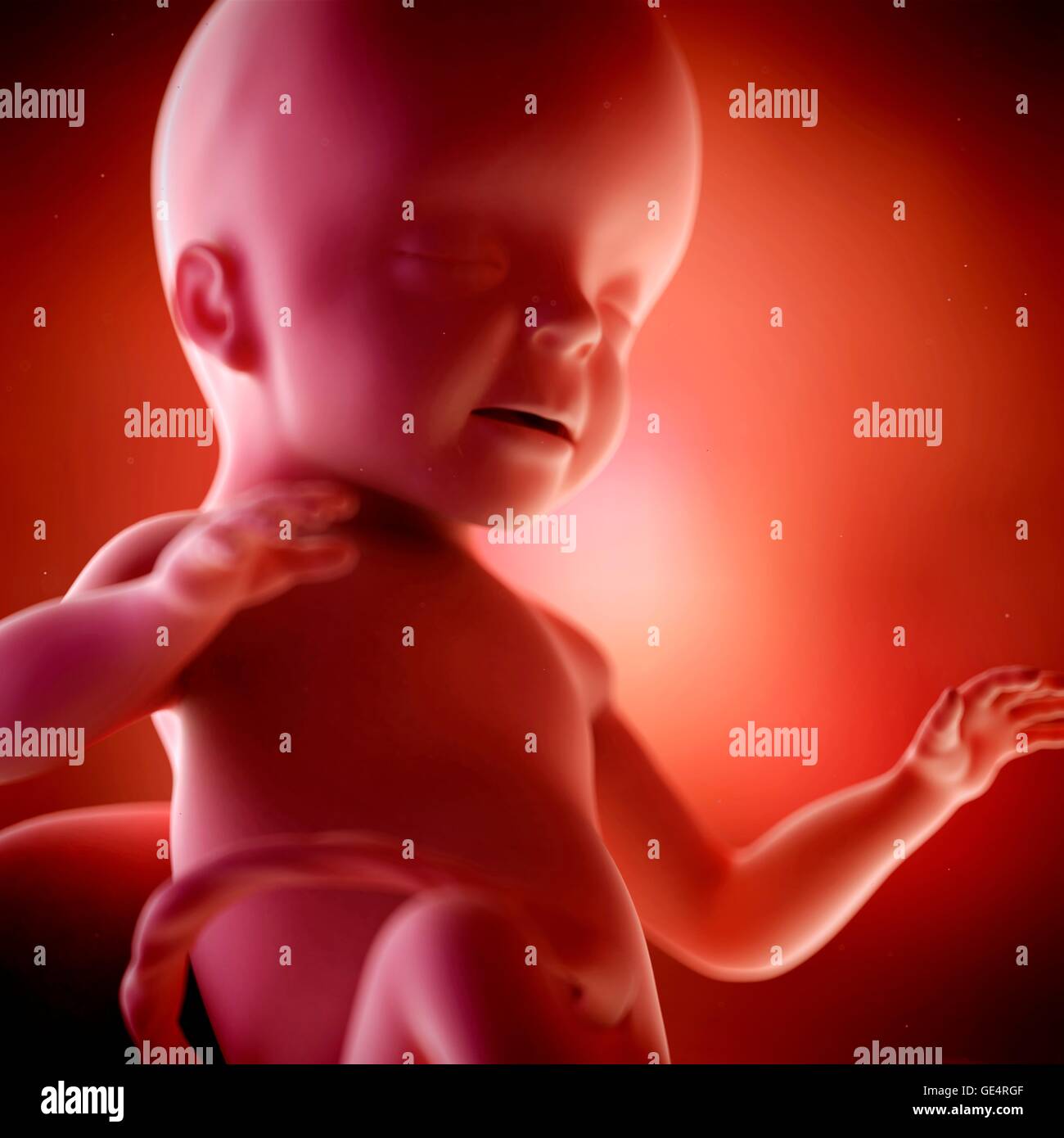 Fetus 22 weeks hires stock photography and images Alamy
