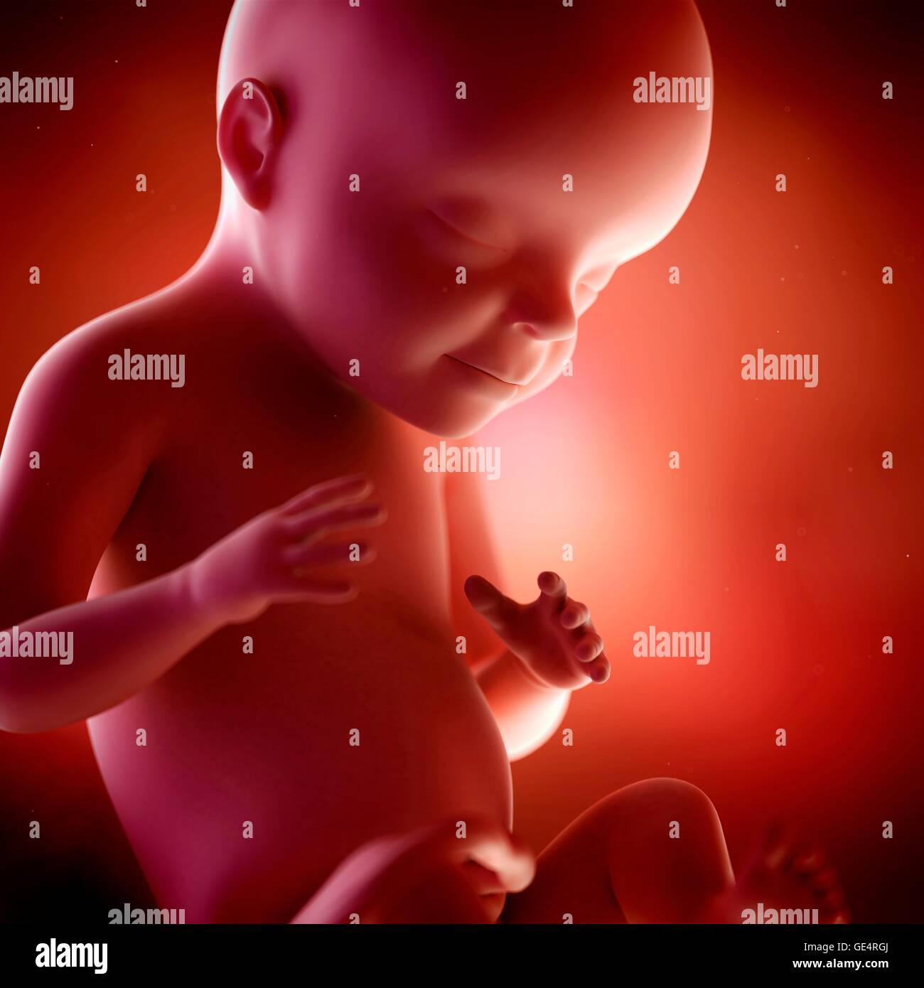 Fetus 24 weeks hires stock photography and images Alamy