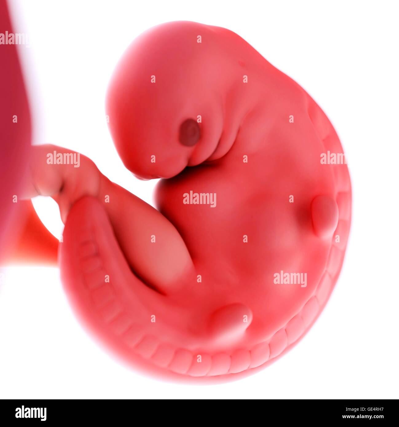 Fetus 6 weeks hi-res stock photography and images - Alamy