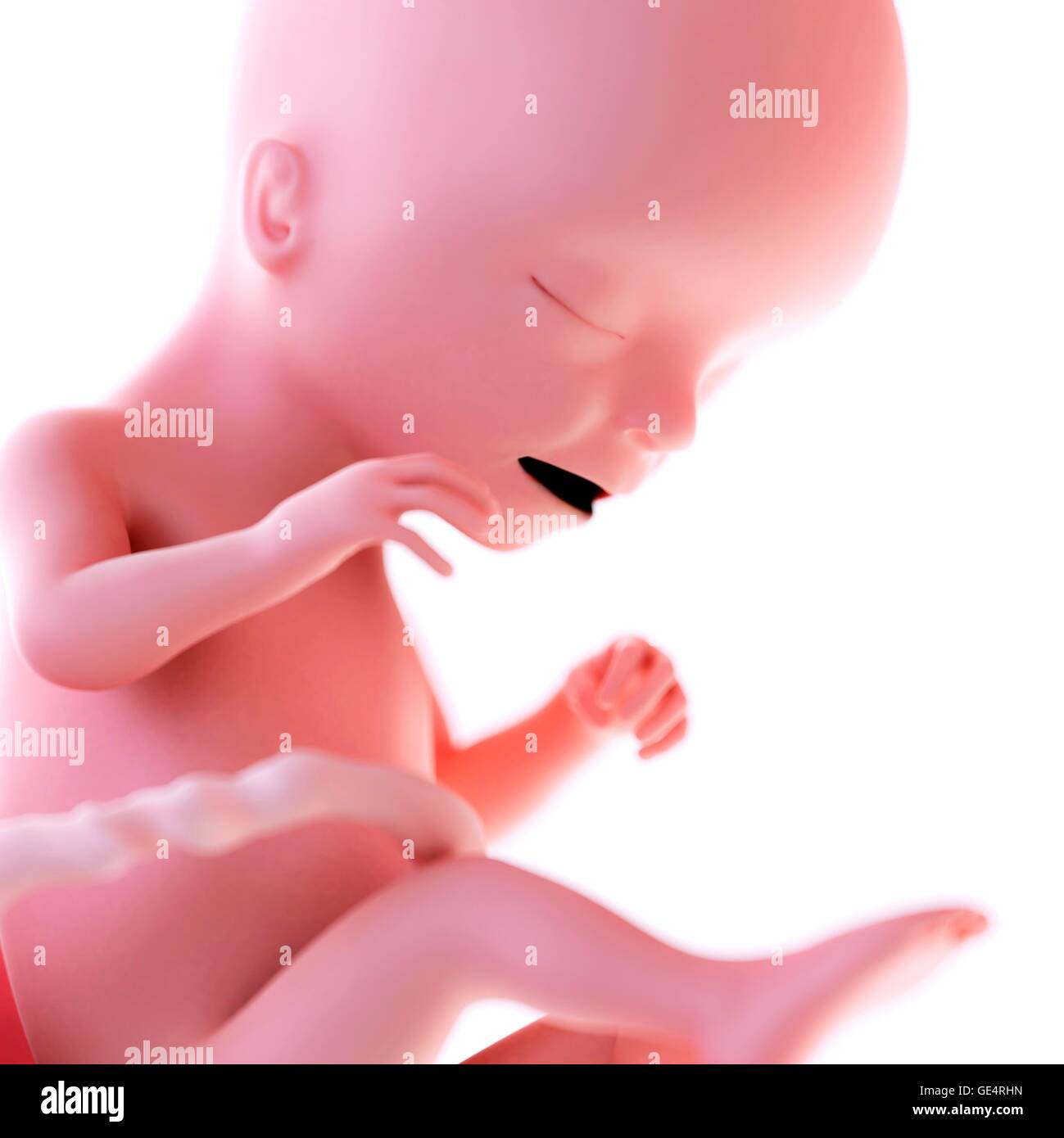 Human fetus age 17 weeks, illustration Stock Photo - Alamy