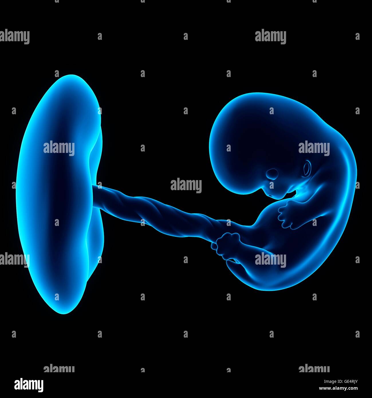 Fetus 8 weeks hires stock photography and images Alamy