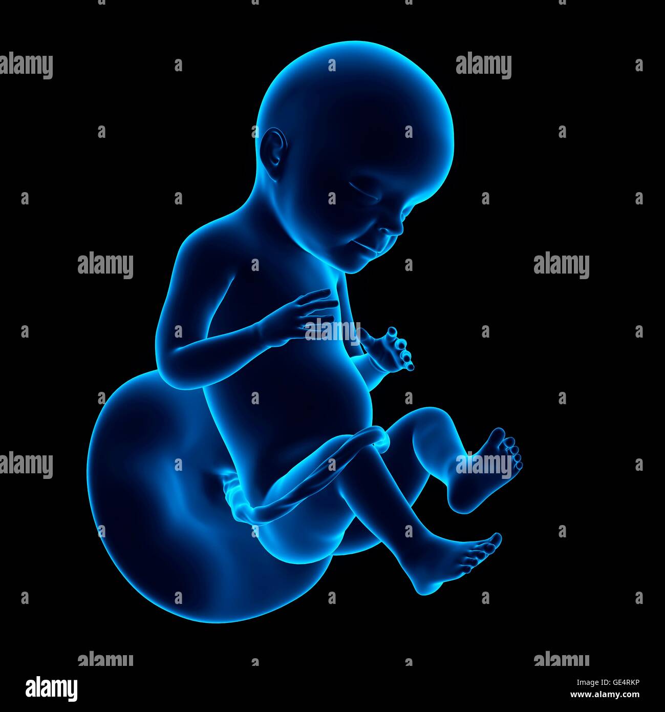 Human fetus age 28 weeks, illustration Stock Photo Alamy
