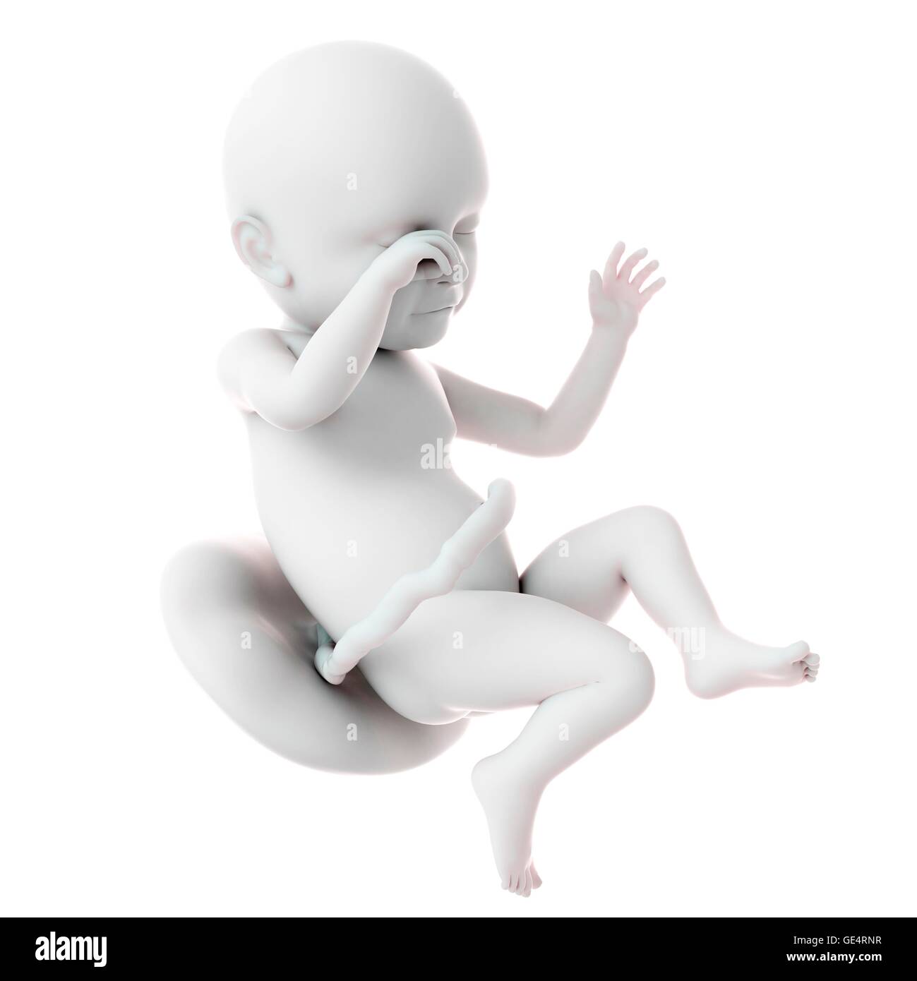Human fetus age 39 weeks, illustration Stock Photo - Alamy