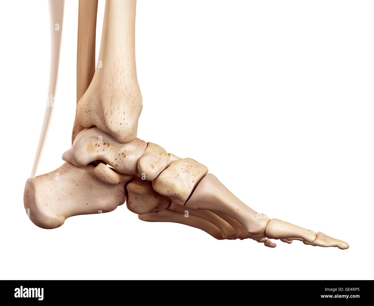 Achilles tendon of the human foot, illustration. Stock Photo