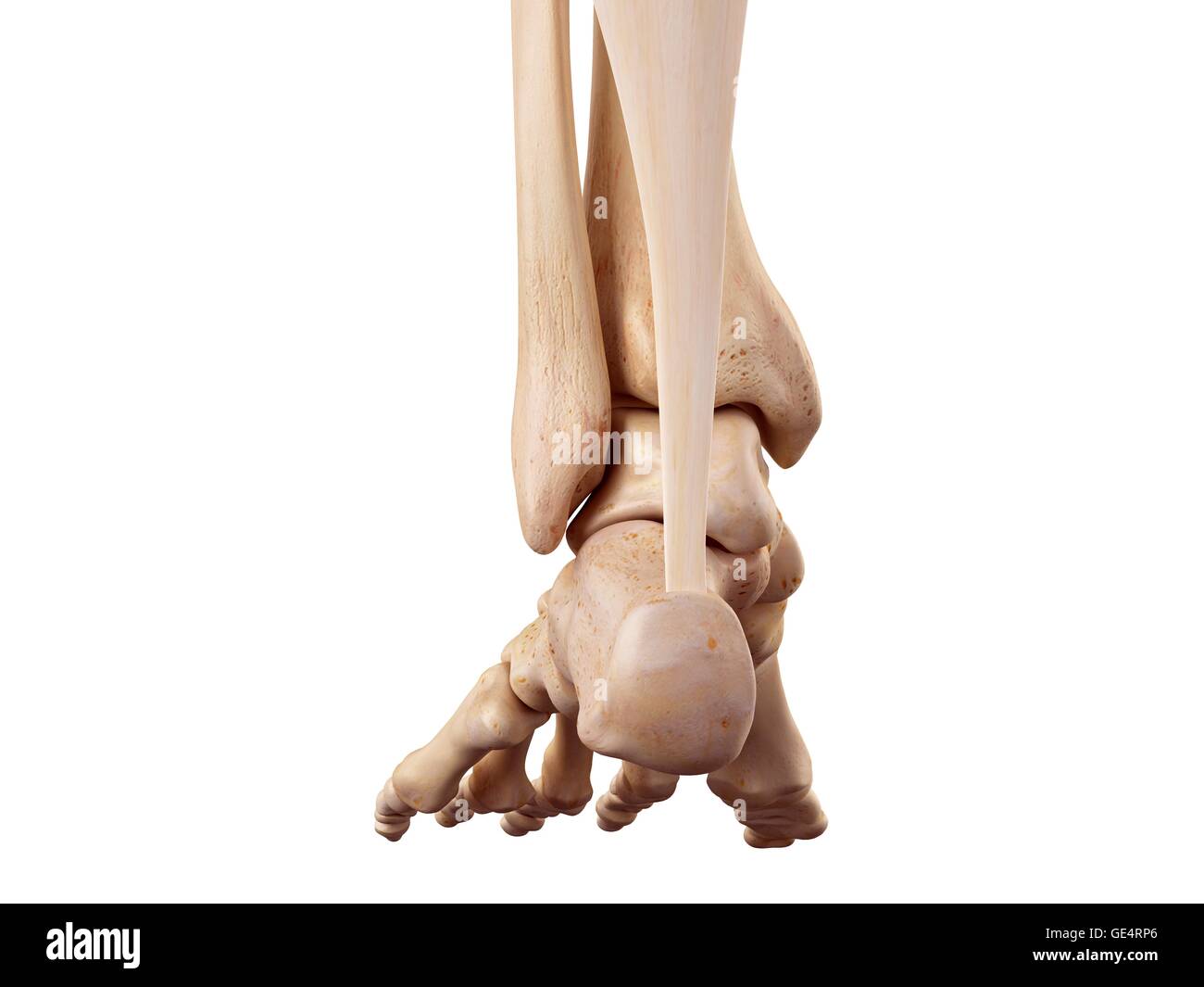 Achilles tendon of the human foot, illustration. Stock Photo