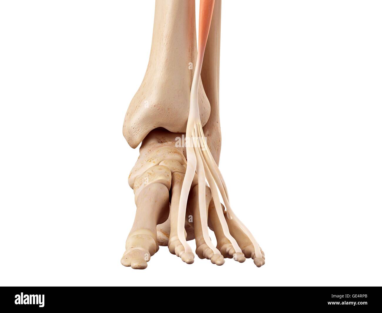 Human foot anatomy, illustration. Stock Photo