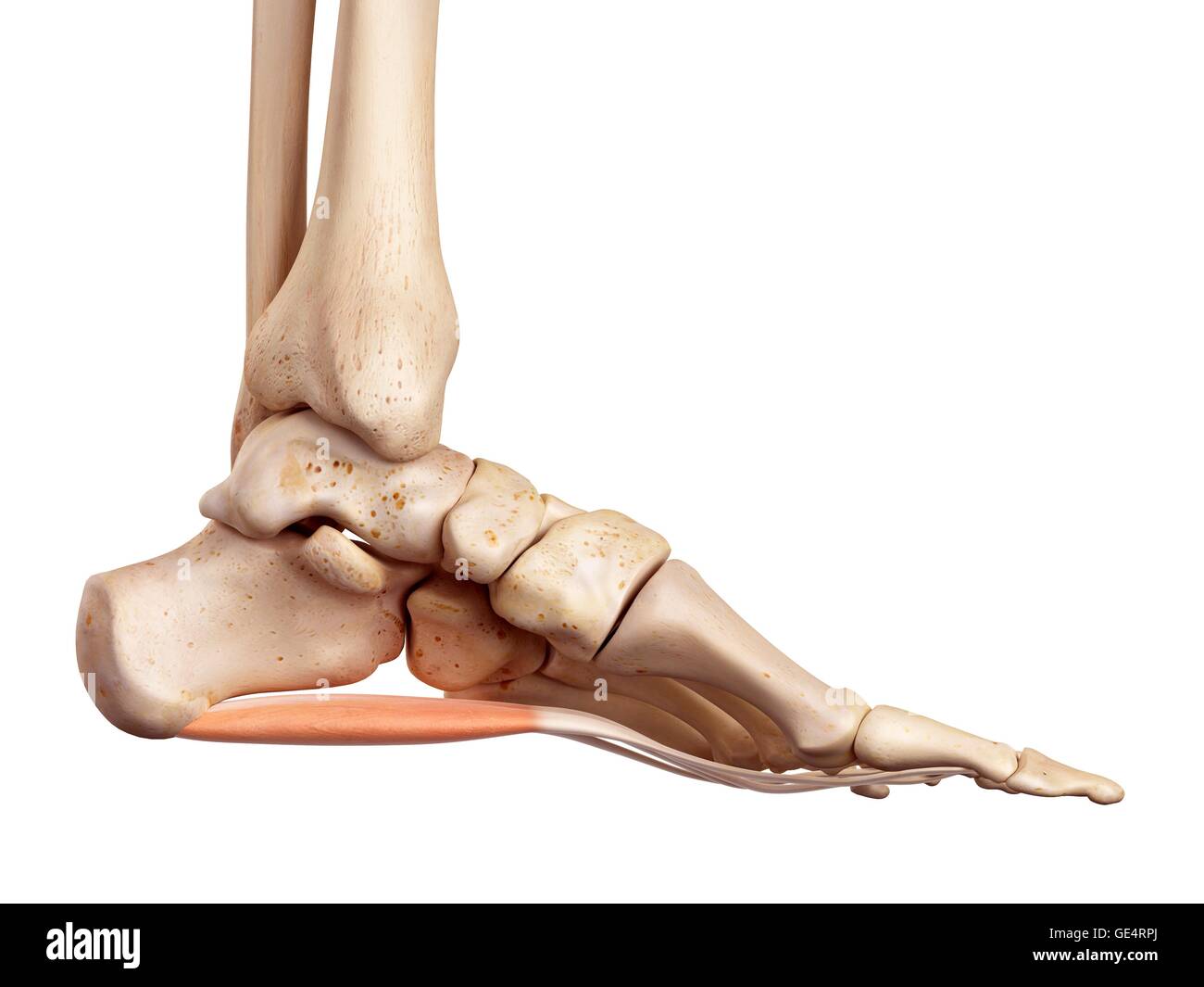 Human foot anatomy, illustration. Stock Photo