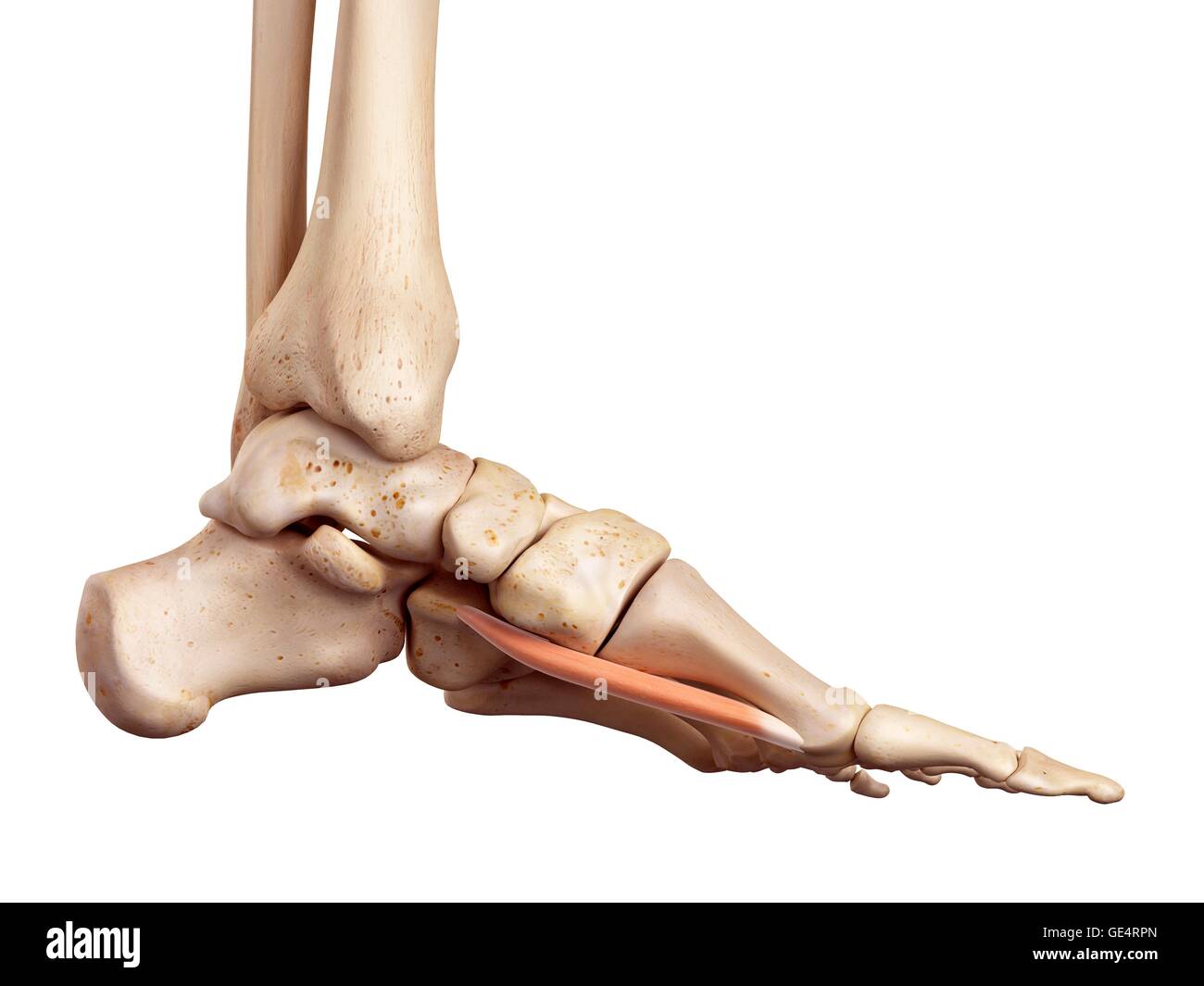 Human foot anatomy, illustration. Stock Photo