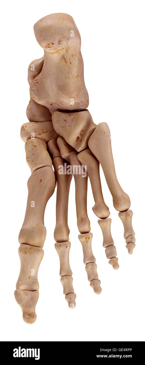 Human foot bones, illustration. Stock Photo