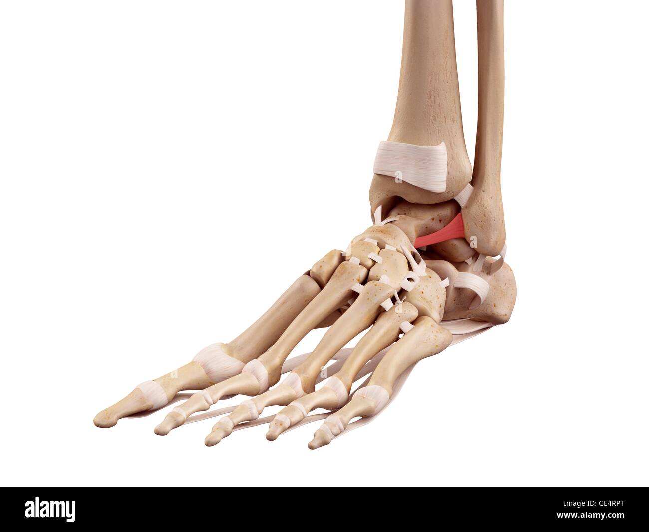 Human foot ligaments, illustration. Stock Photo