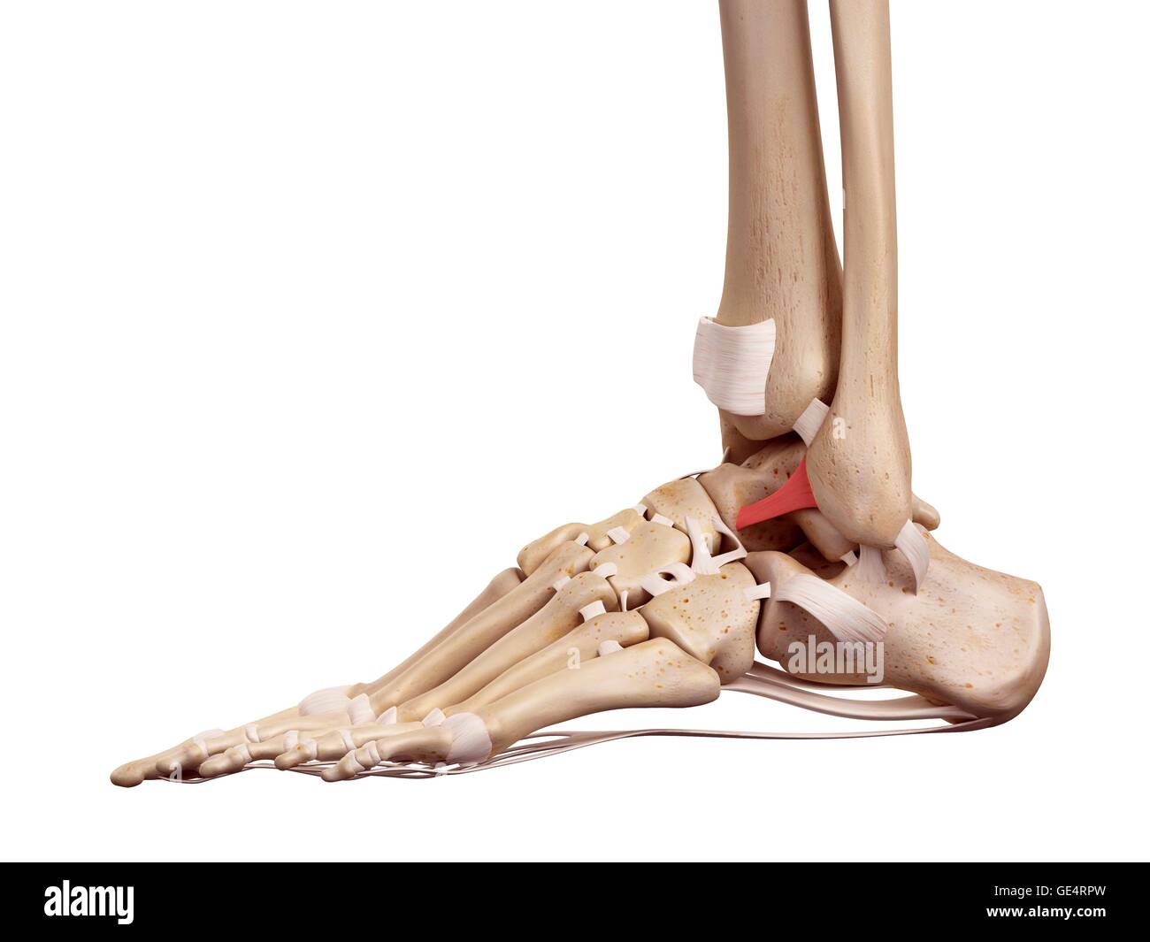 Human foot ligaments, illustration. Stock Photo