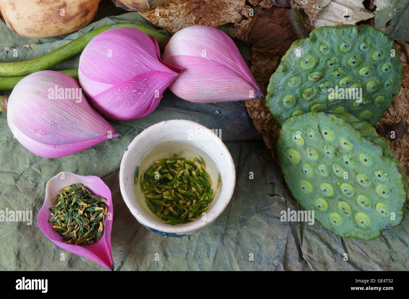Collection of lotus, pink lotus flower, green seed, white lotus seed in