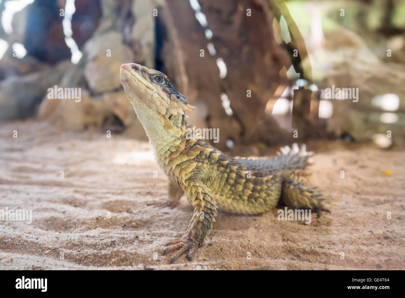Close-up of a Sungazer, Giant girdled lizard Stock Photo