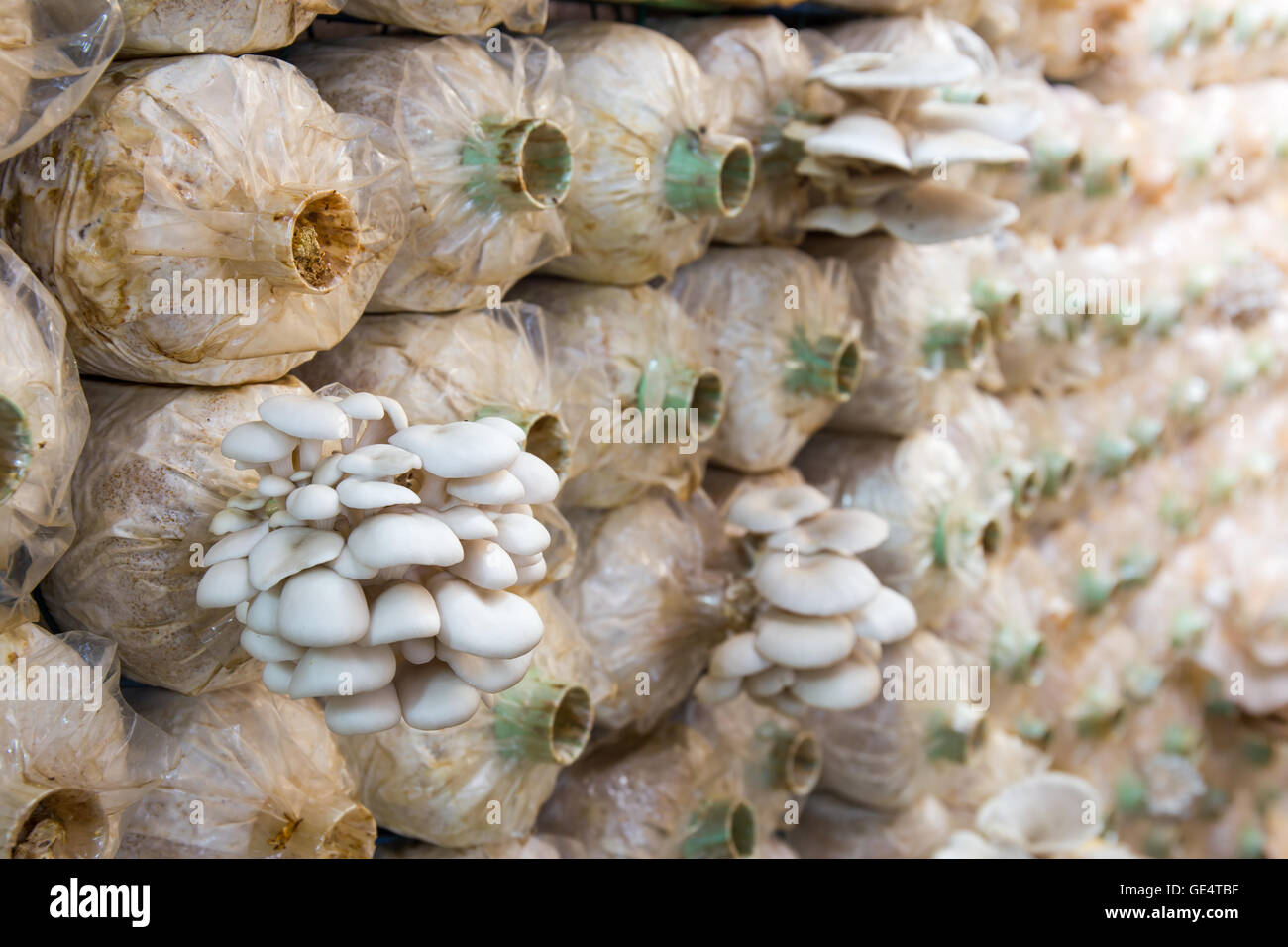 Organic mushroom growing In a farm Stock Photo - Alamy