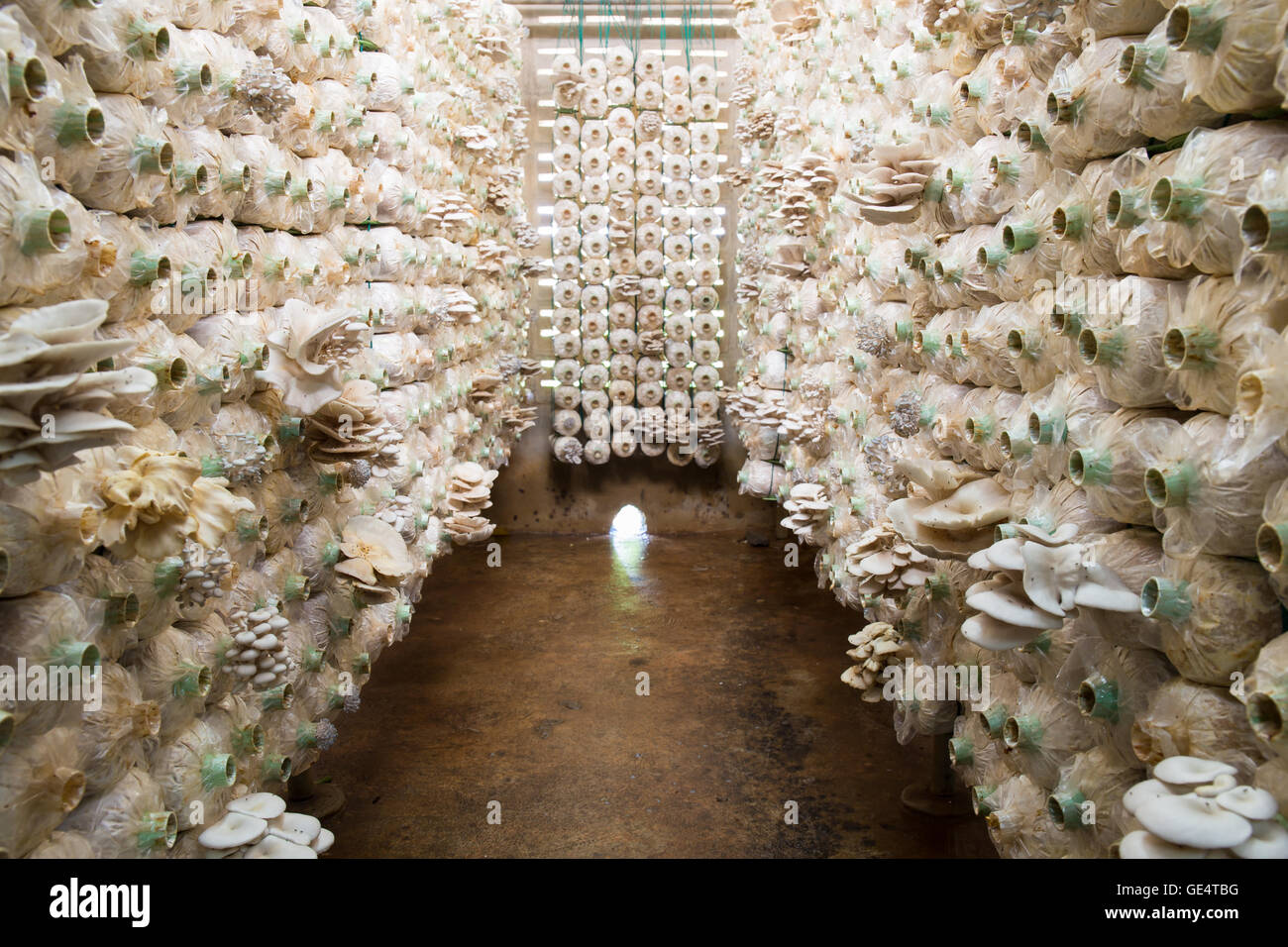 Mushroom Farm High Resolution Stock Photography and Images Alamy