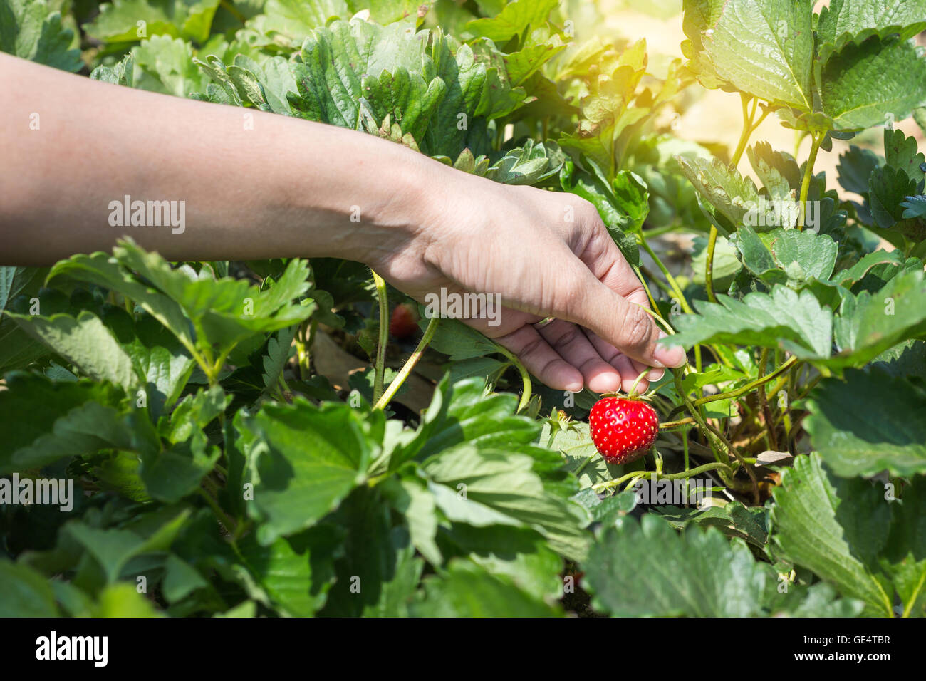 Picking fresh organic strawberries in woman hand growing on the vine at ...