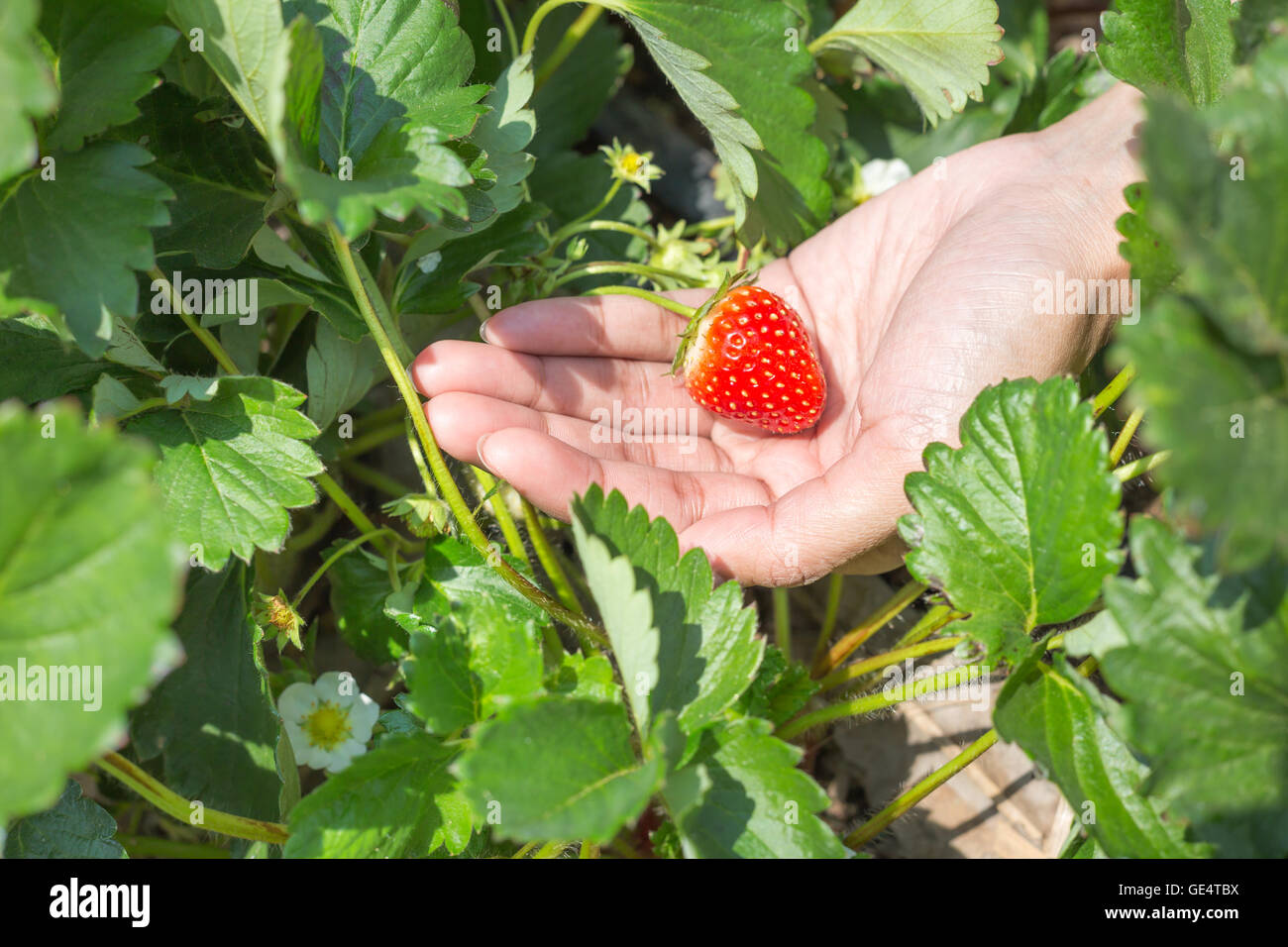 Picking fresh organic strawberries in woman hand growing on the vine at ...