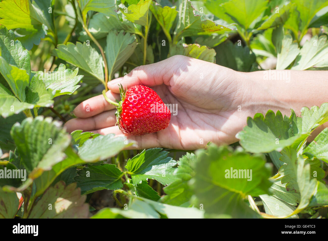 Picking fresh organic strawberries in woman hand growing on the vine at ...