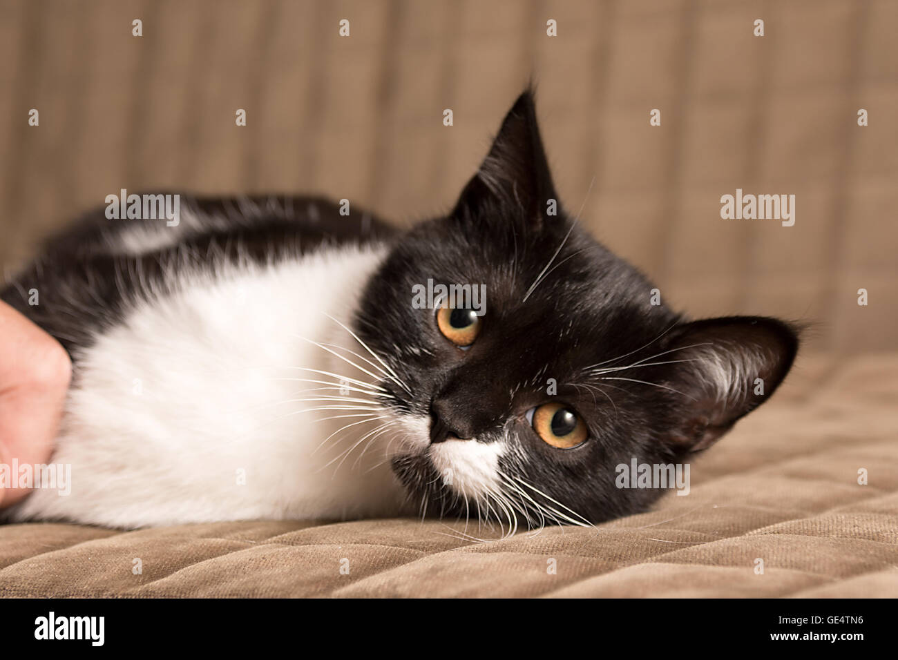 Friendly feline hi-res stock photography and images - Page 8 - Alamy