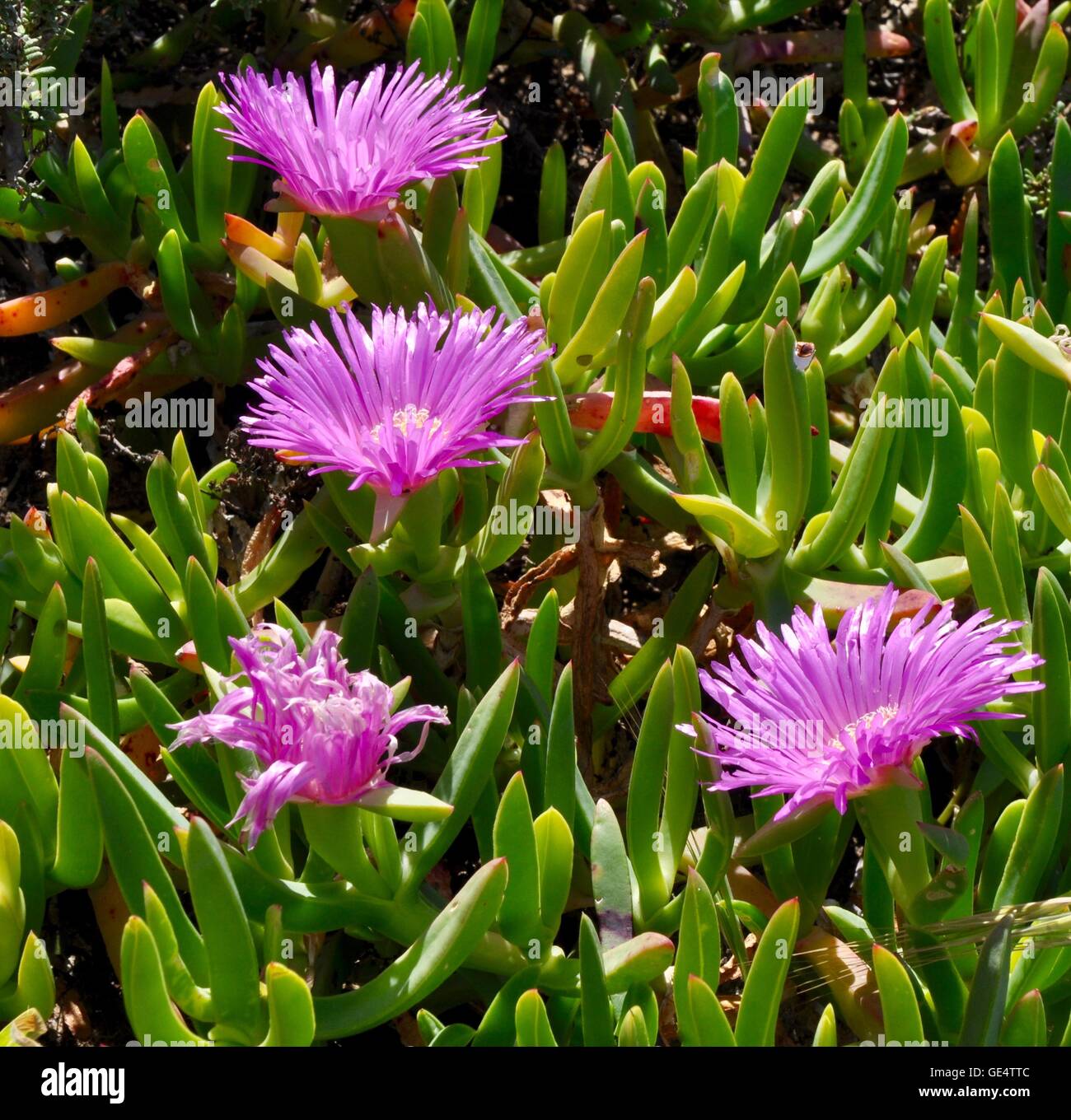 Unique succulent coastal plant known as pig face with bright pink flowers and fleshy leaves native to Western Australia. Stock Photo