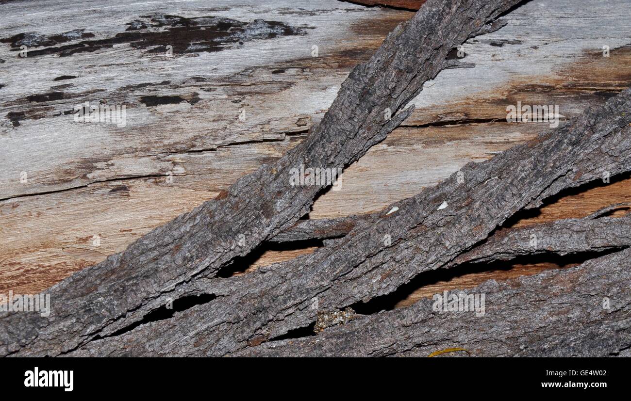 Closeup of unique tree trunk with rough bark separating and peeling ...