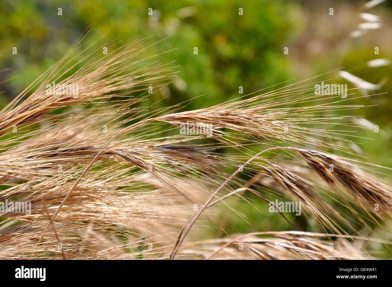 Brown dry grasses and seed heads with blurred green nature background in Western Australia. Stock Photo