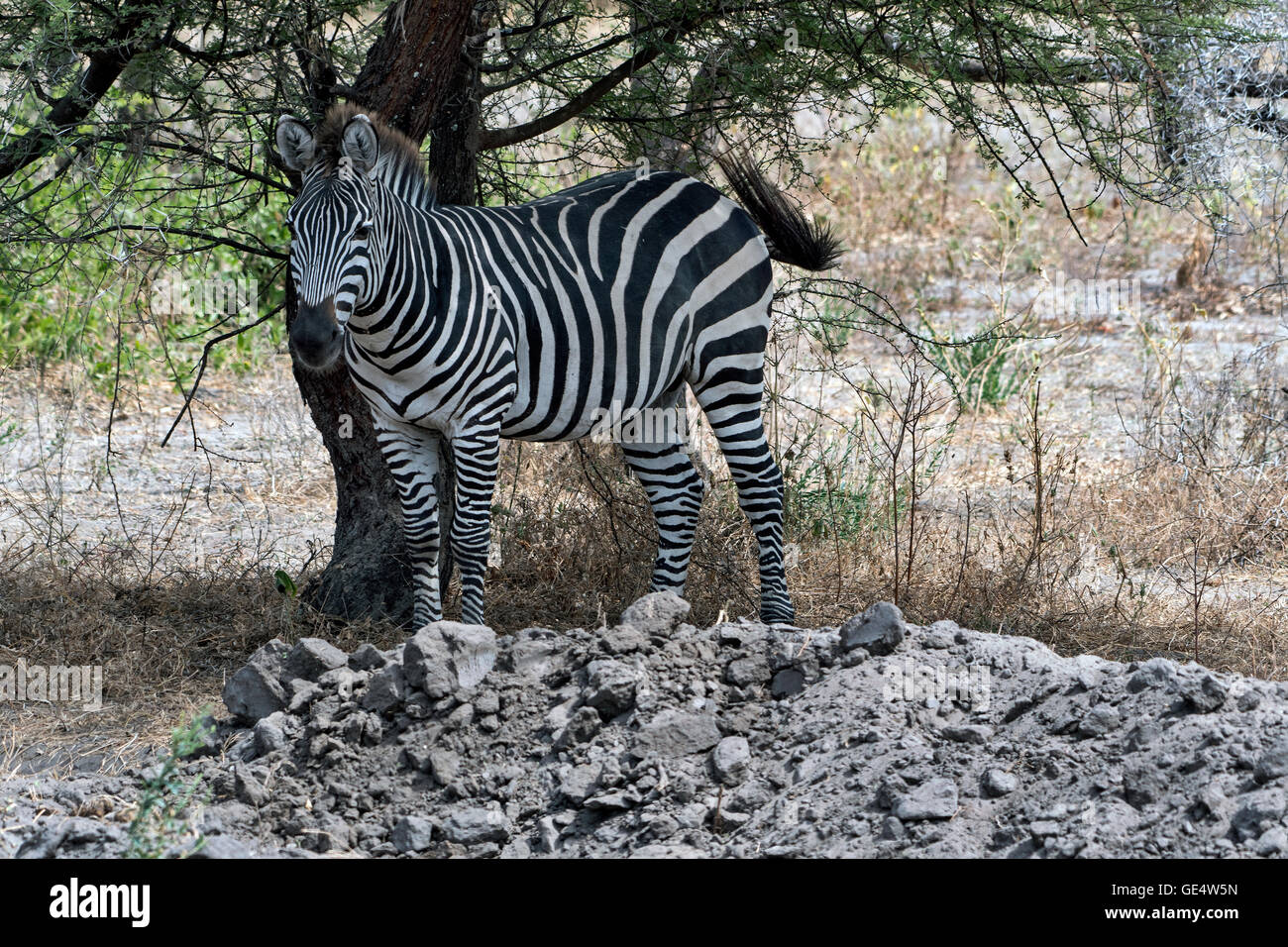 Tanzania, Tarangire NP, Grant's Zebra, Equus Quagga Boehmi Stock Photo ...
