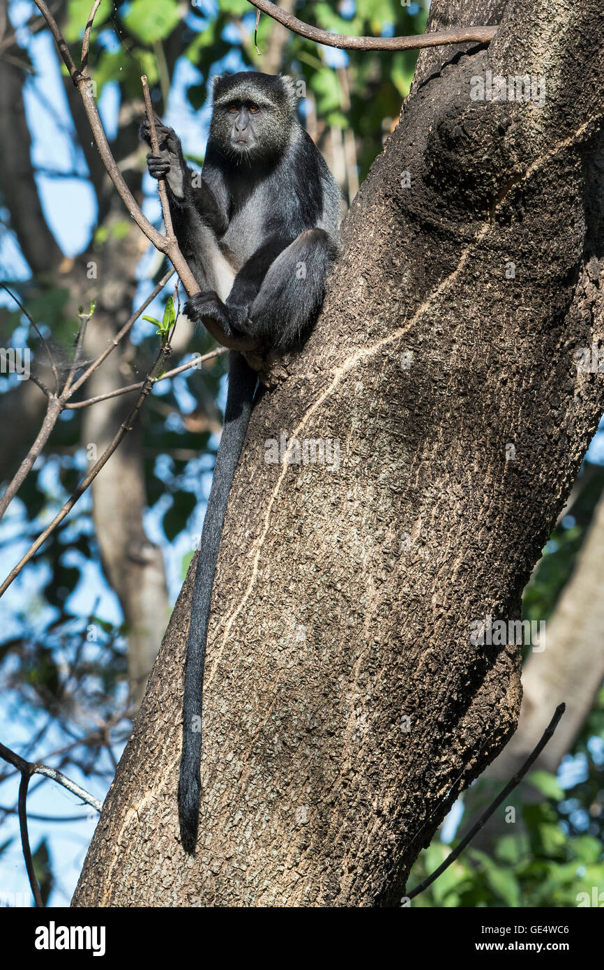 Tanzania, Tarangire NP, Blue or Diademed Monkey, Cercopithecus stuhlmanni Stock Photo