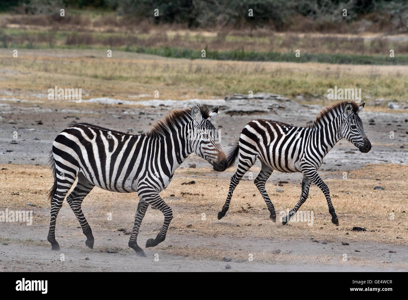 Equus quagga boehmi with cub hi-res stock photography and images - Alamy
