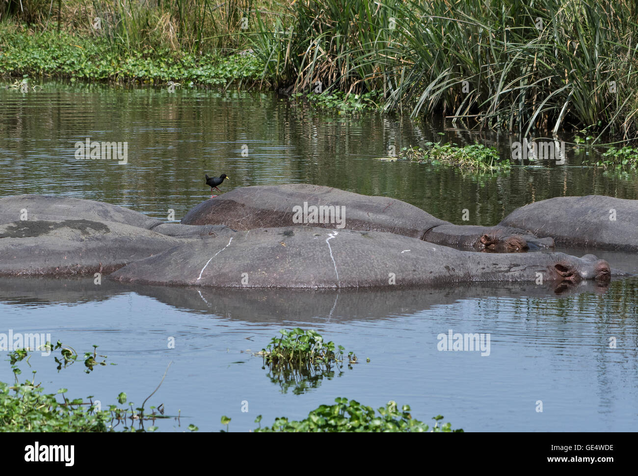 Tanzania, Hippo pool Stock Photo