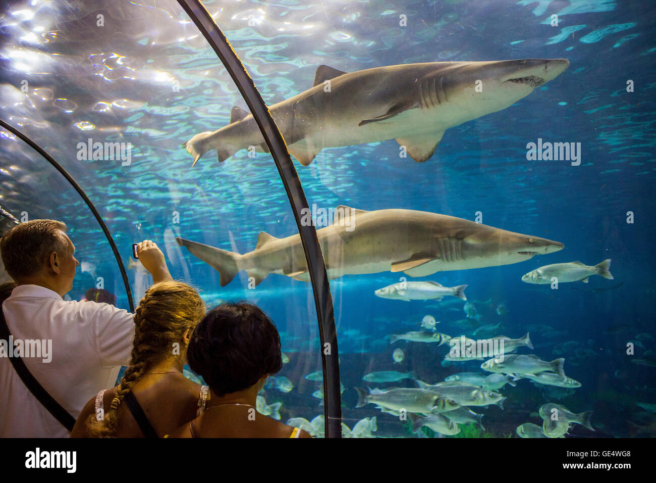 sharks, underwater tunnel in an aquarium, L'Aquarium, Moll D'Espana,  Barcelona, Catalonia, Spain Stock Photo - Alamy