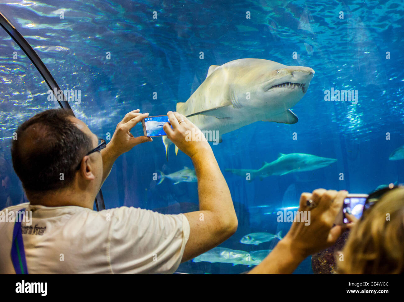 shark, underwater tunnel in an aquarium, L'Aquarium, Moll D'Espana