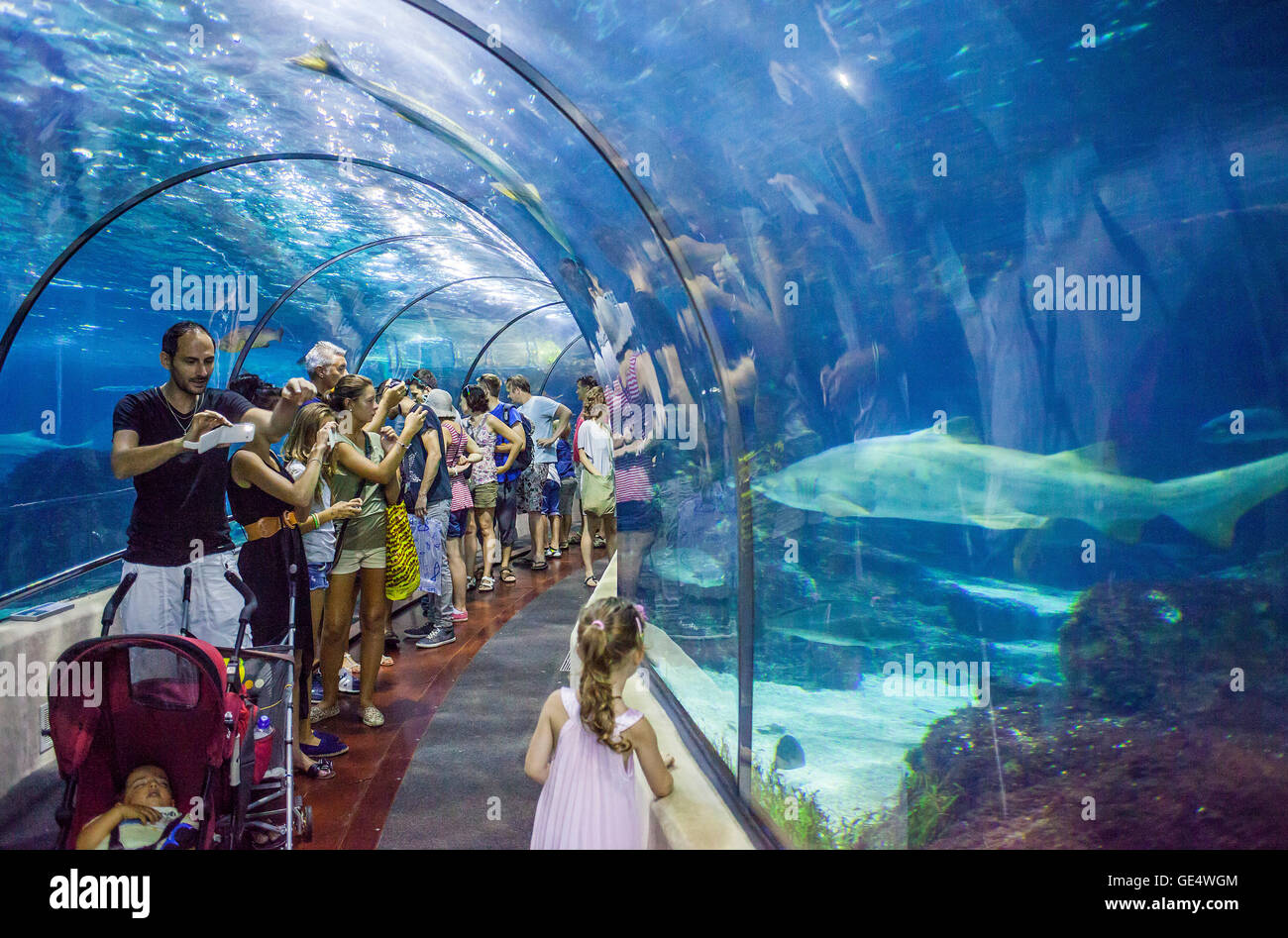 Underwater tunnel in an aquarium, L'Aquarium, Moll D'Espana, Barcelona